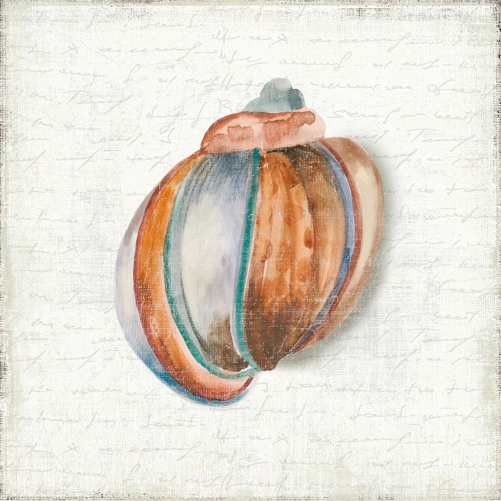 Seashell Portrait II art print by Aimee Wilson for $57.95 CAD