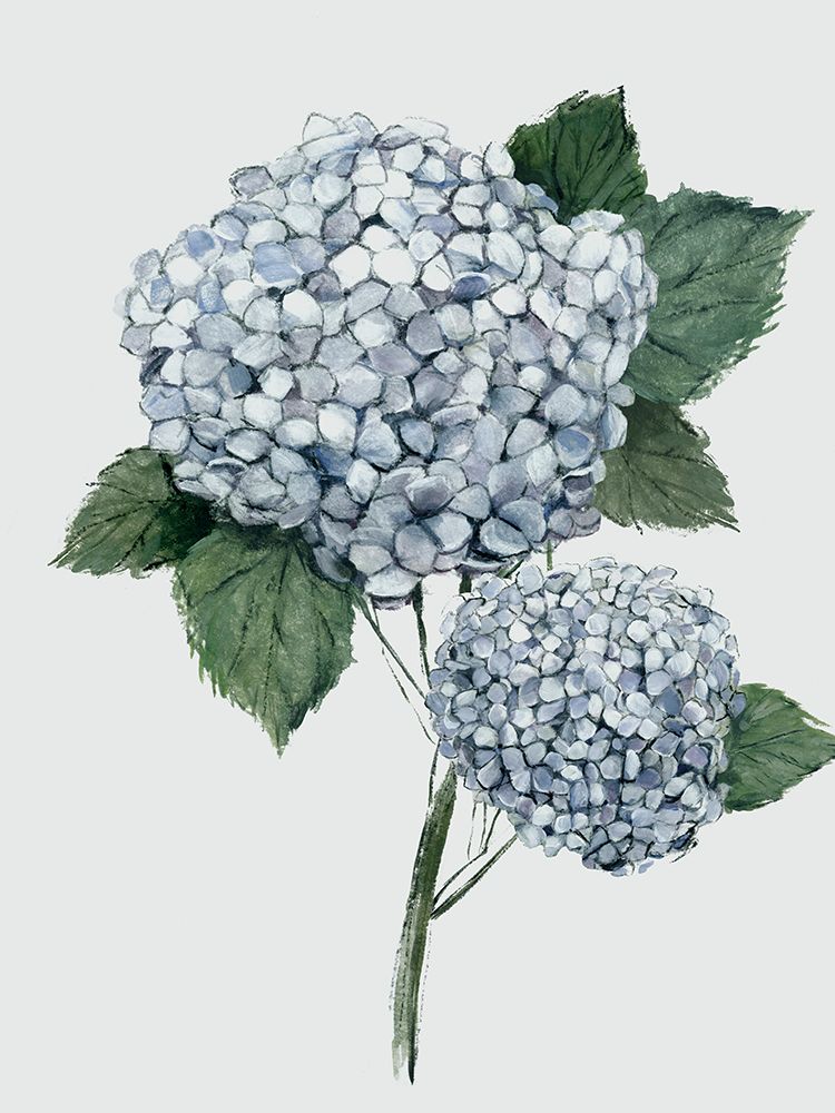 Fresh Blue Hydrangea I art print by Hannah Dawson for $57.95 CAD