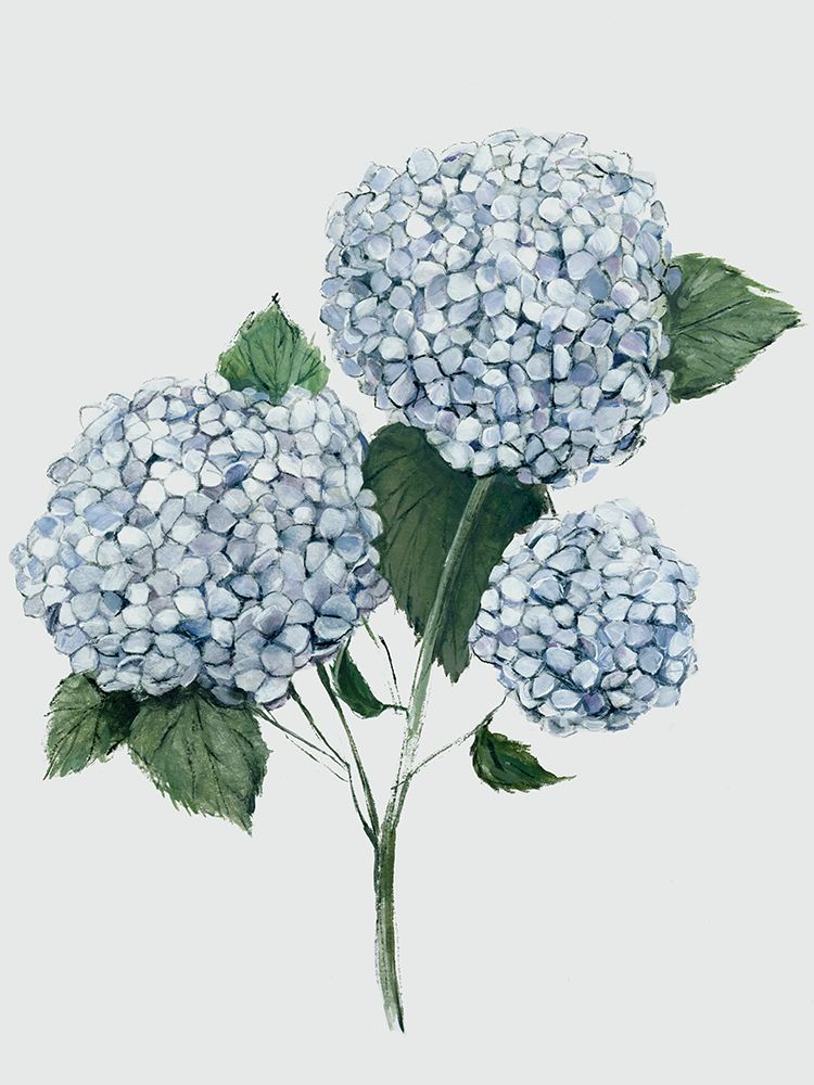 Fresh Blue Hydrangea II art print by Hannah Dawson for $57.95 CAD