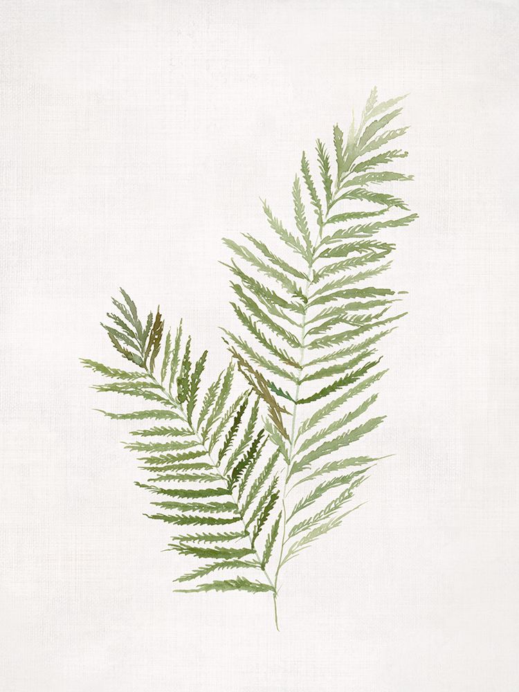 Serene Ferns on White Canvas art print by Hannah Dawson for $57.95 CAD