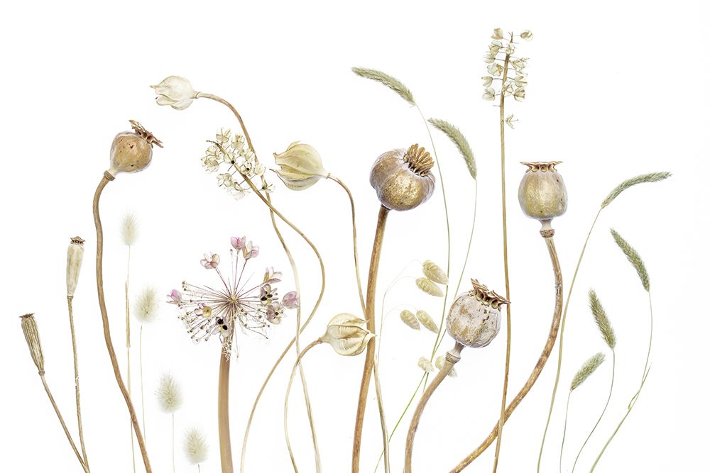 PODS art print by Disher for $57.95 CAD