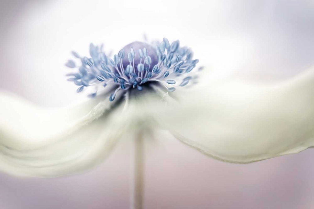 Disher - Anemone art print by 1x for $57.95 CAD