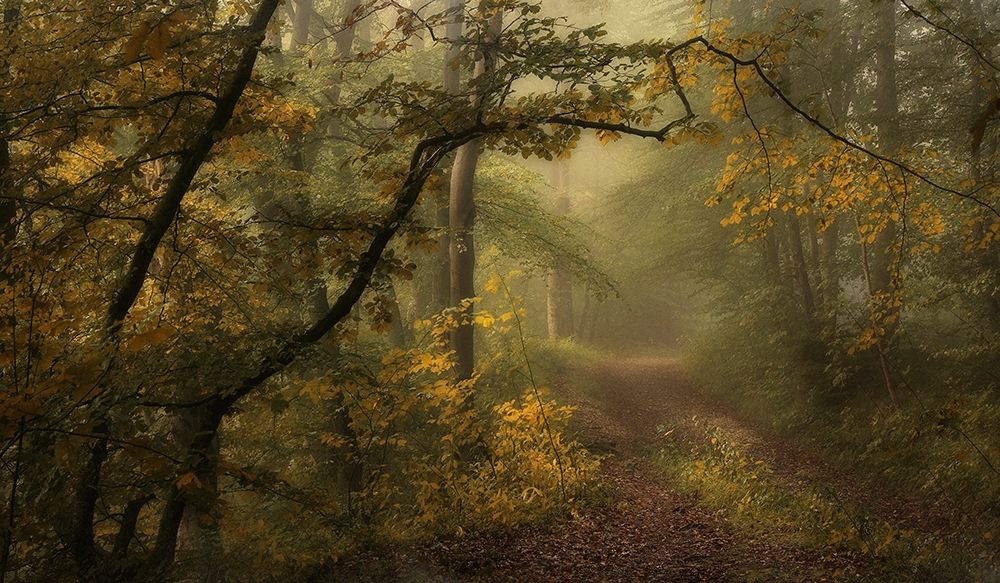 Maier - A Sorrow Beyond Dreams art print by 1x for $57.95 CAD