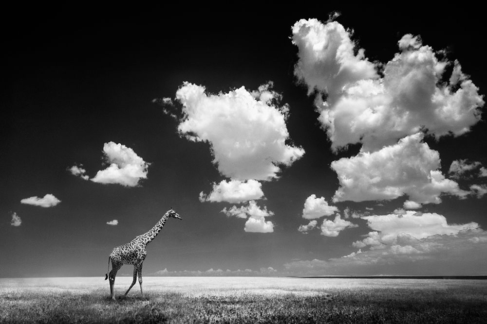 Ghizzi Panizza -Gone with the Clouds art print by 1x for $57.95 CAD