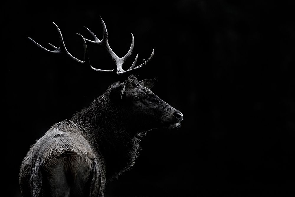 Mei - The Deer Soul art print by 1x for $57.95 CAD