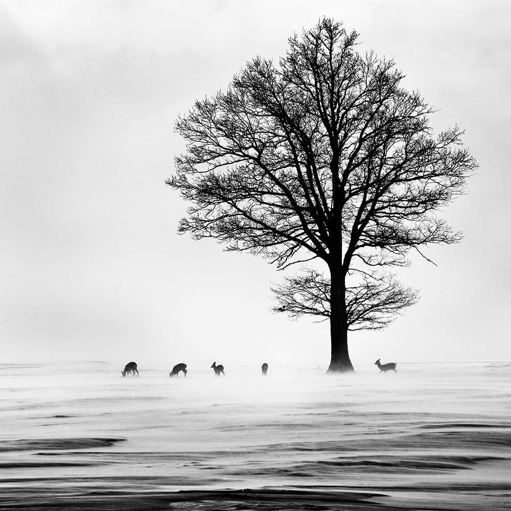 Roes art print by Dansiga for $57.95 CAD