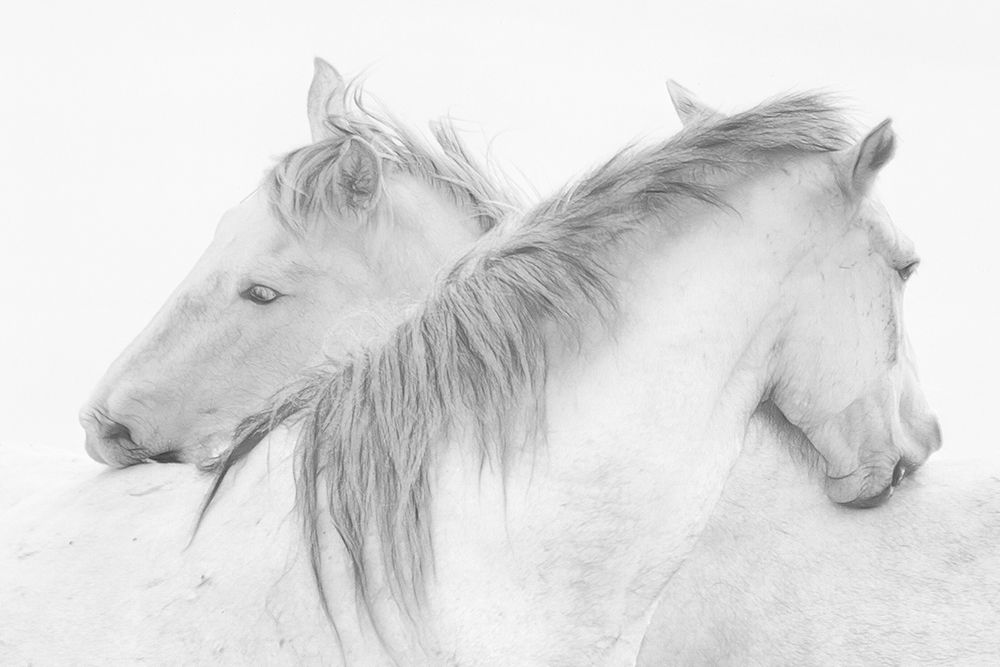 Stas - Horses art print by 1x for $57.95 CAD