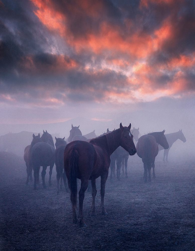 Wild Horses art print by 1x for $57.95 CAD