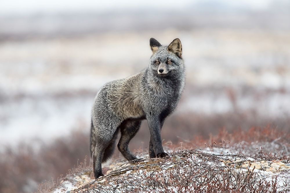 Cross Fox art print by Catta for $57.95 CAD