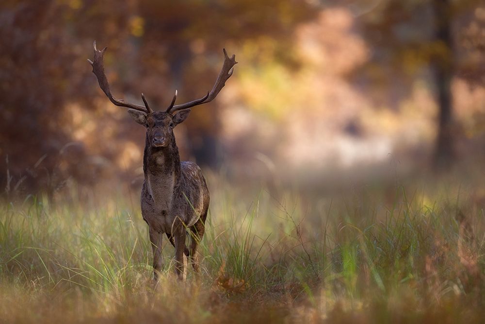Posing art print by Mastahac for $57.95 CAD