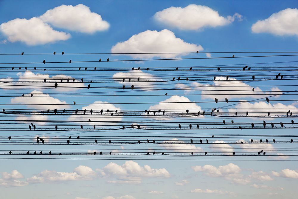 Concerto for Birds art print by Lim for $57.95 CAD