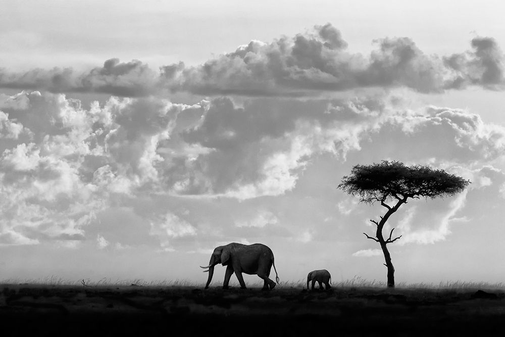 Moreno - Silhouettes of Mara art print by 1x for $57.95 CAD