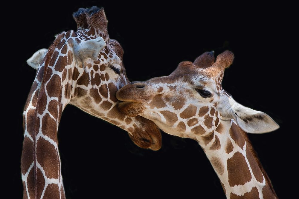Foeger-The Kiss art print by 1x for $57.95 CAD
