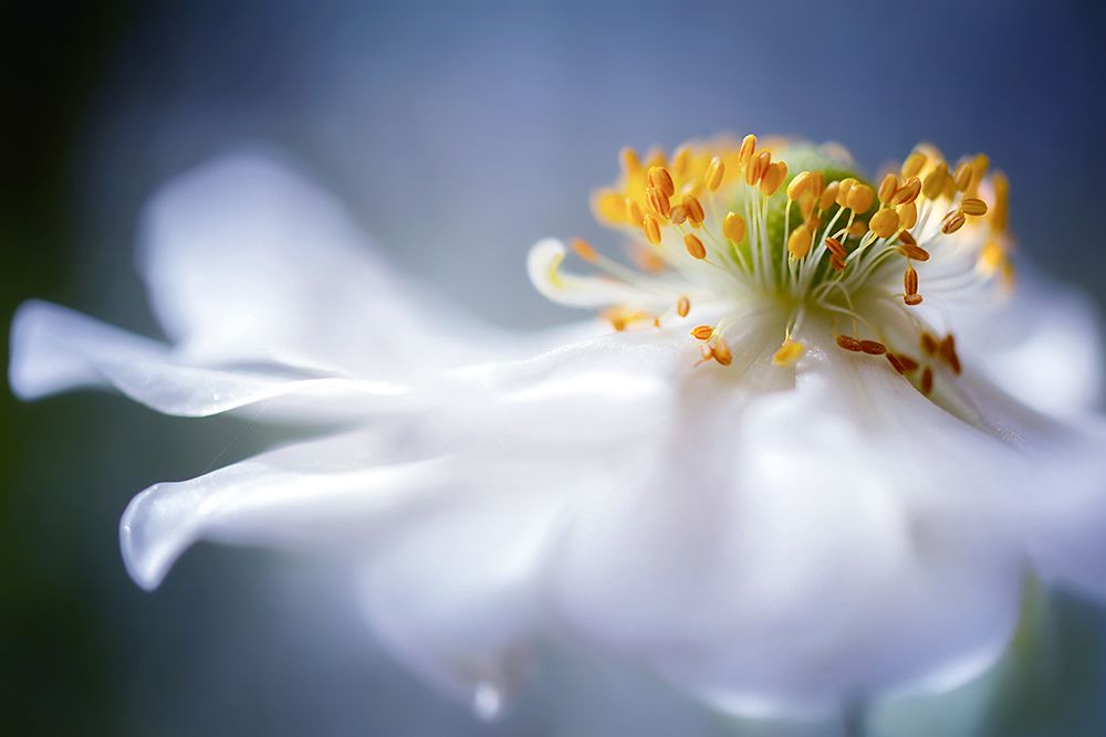 Anemone I art print by Disher for $57.95 CAD