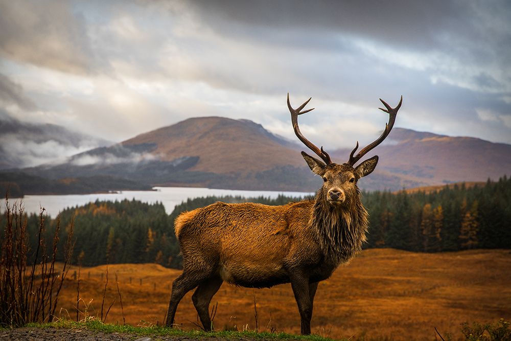 Scottish Stag art print by Popan for $57.95 CAD