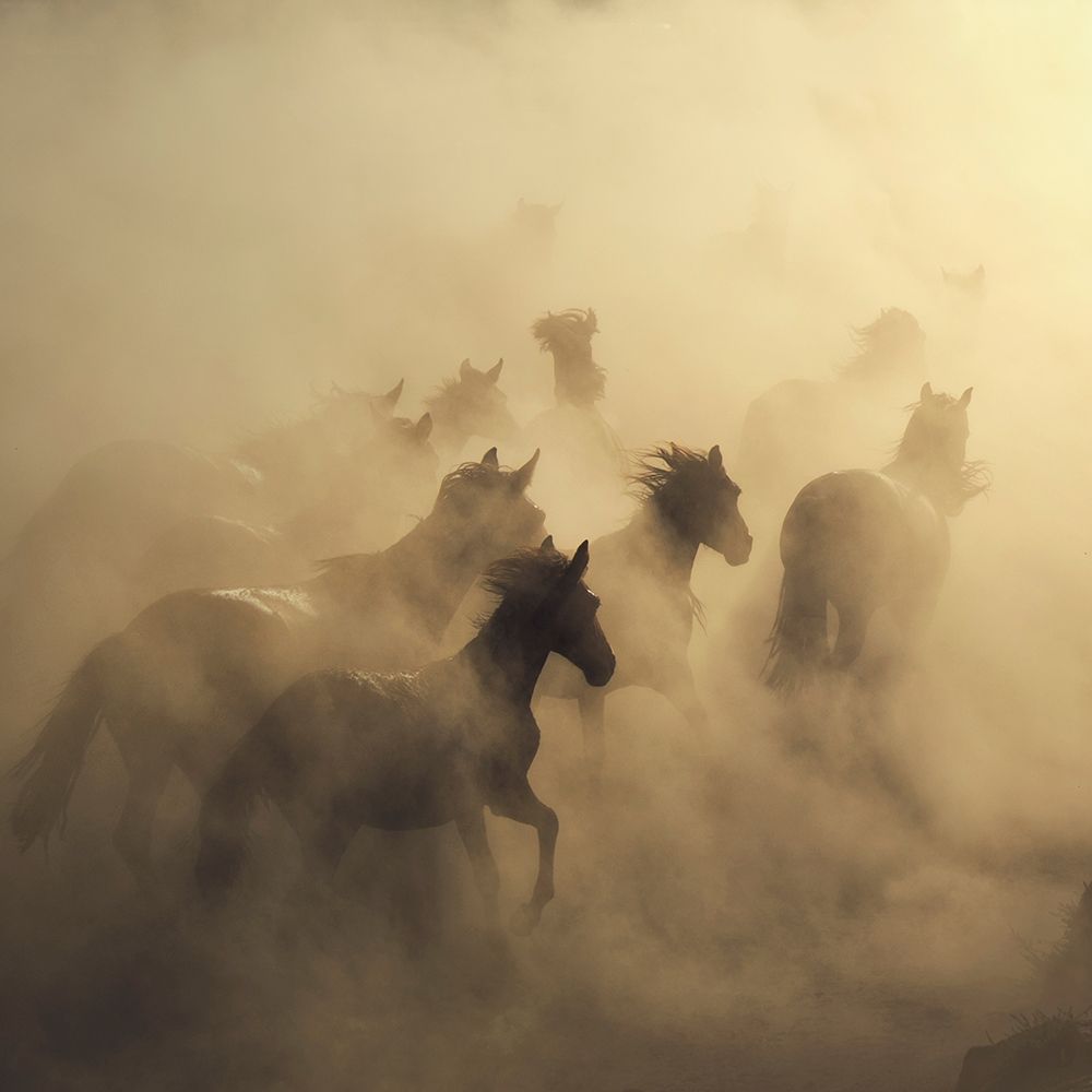 Migration of Horses art print by 1x for $57.95 CAD
