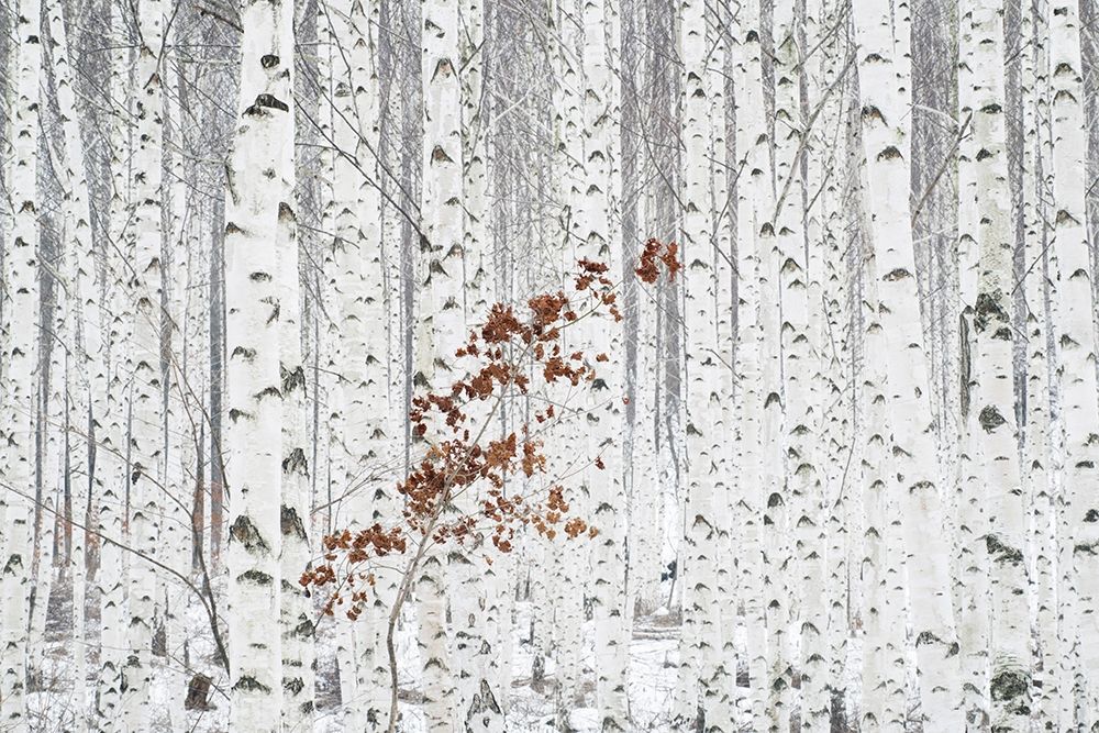 Hee Han - From White art print by 1x for $57.95 CAD