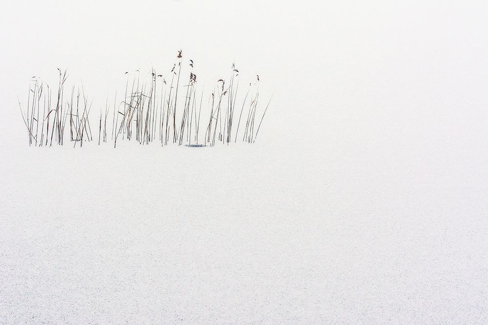 Frozen life art print by Scappazzoni for $57.95 CAD