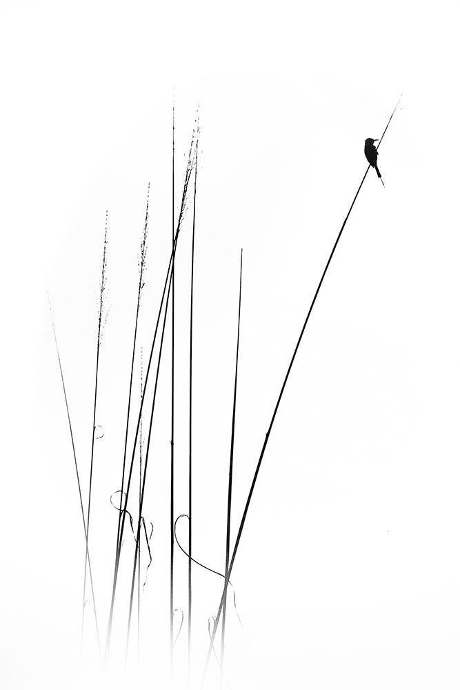 A Sabbatical art print by Swapnil for $57.95 CAD