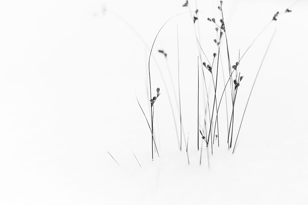 Black on White art print by Ljubicic for $57.95 CAD