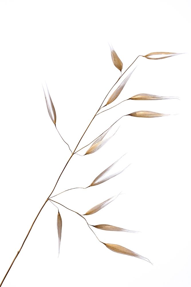 Lagandre- Subtle Delicateness art print by 1x for $57.95 CAD
