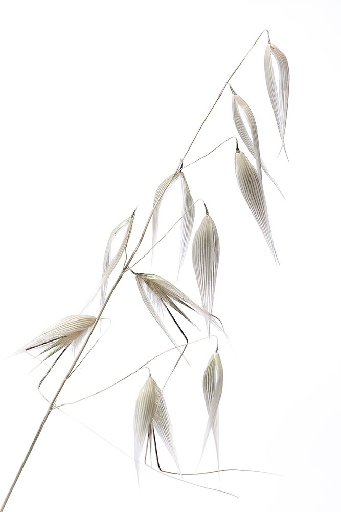 Reed Delicacy art print by Lagandre for $57.95 CAD