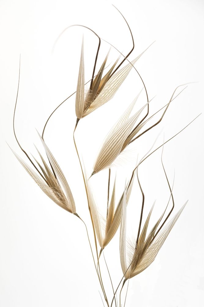 Lagandre- Delicacy of Nature art print by 1x for $57.95 CAD