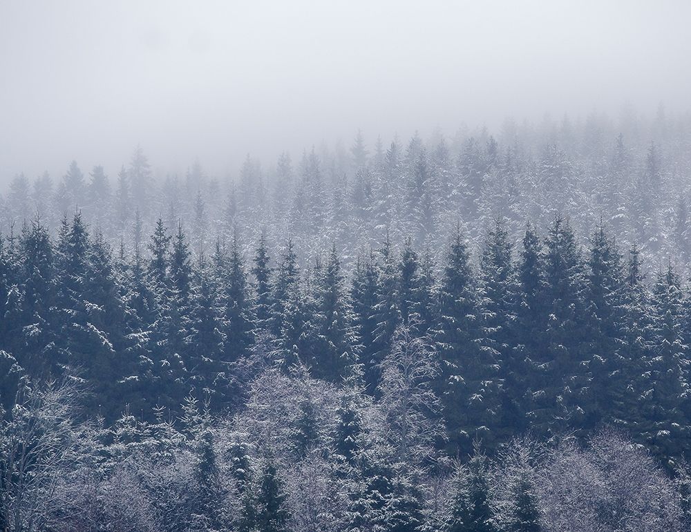 Frozen Trees art print by Christensen for $57.95 CAD