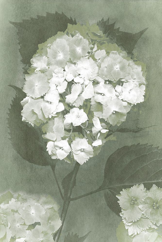Green Hydrangea art print by YK Studios for $57.95 CAD