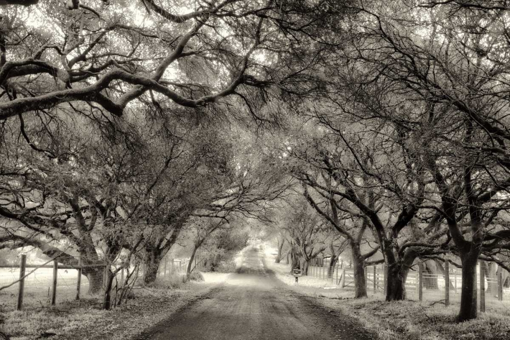 Canopy art print by Lucy Aron for $57.95 CAD