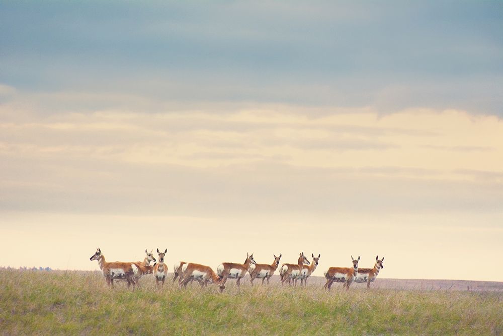 Strength in Numbers art print by Annie Bailey Art for $57.95 CAD