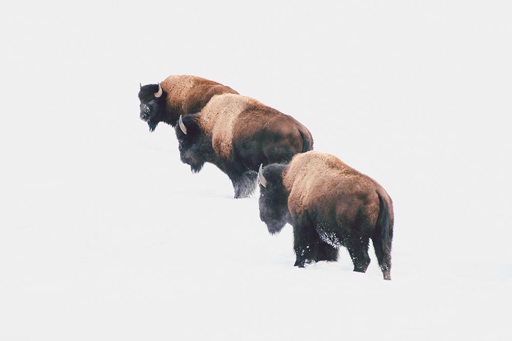Yellowstone Trio art print by Annie Bailey Art for $57.95 CAD