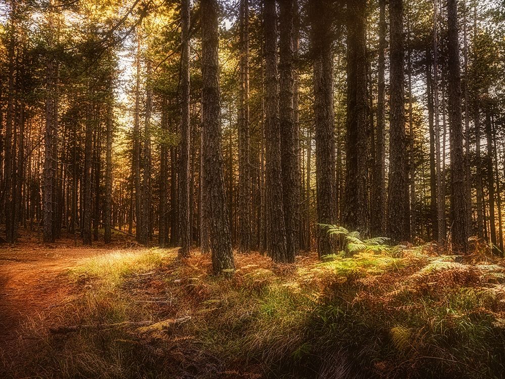 Painting of a Forest art print by Dora Artemiadi for $57.95 CAD
