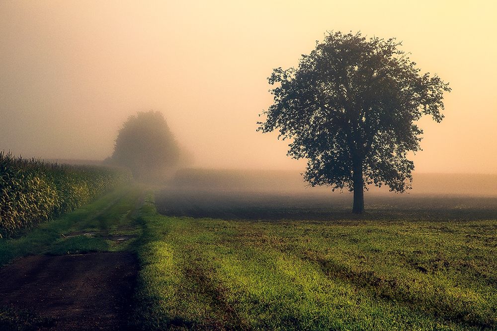 Morning Mist art print by Dora Artemiadi for $57.95 CAD