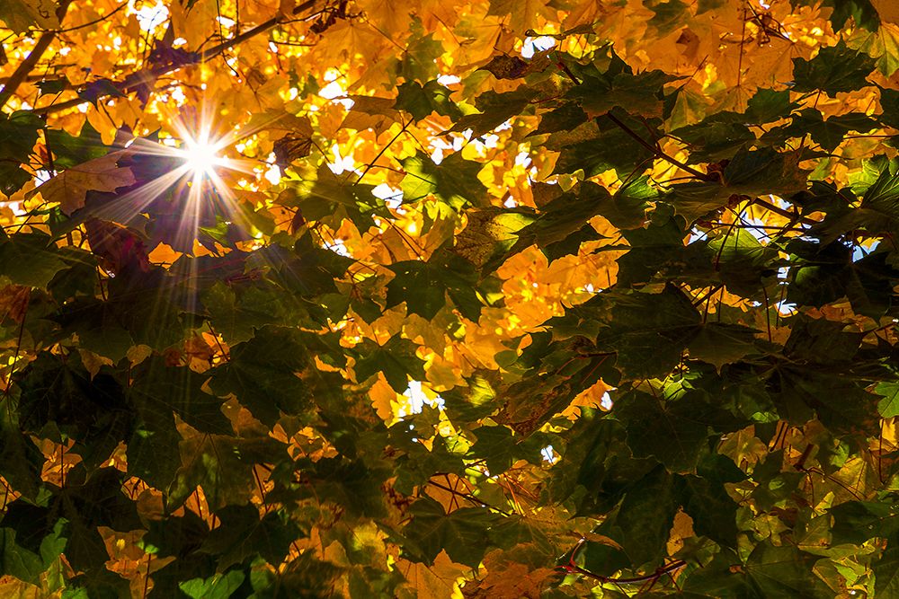 Autumn Sun art print by Dora Artemiadi for $57.95 CAD