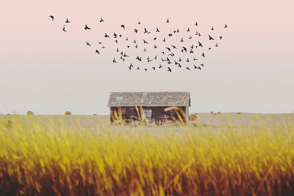 Harvest Barn art print by Annie Bailey Art for $57.95 CAD