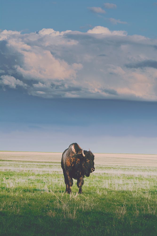 Sunlight Bison art print by Annie Bailey Art for $57.95 CAD