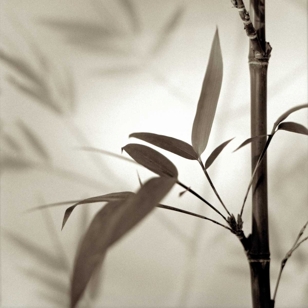 Florison - 64 art print by Alan Blaustein for $57.95 CAD