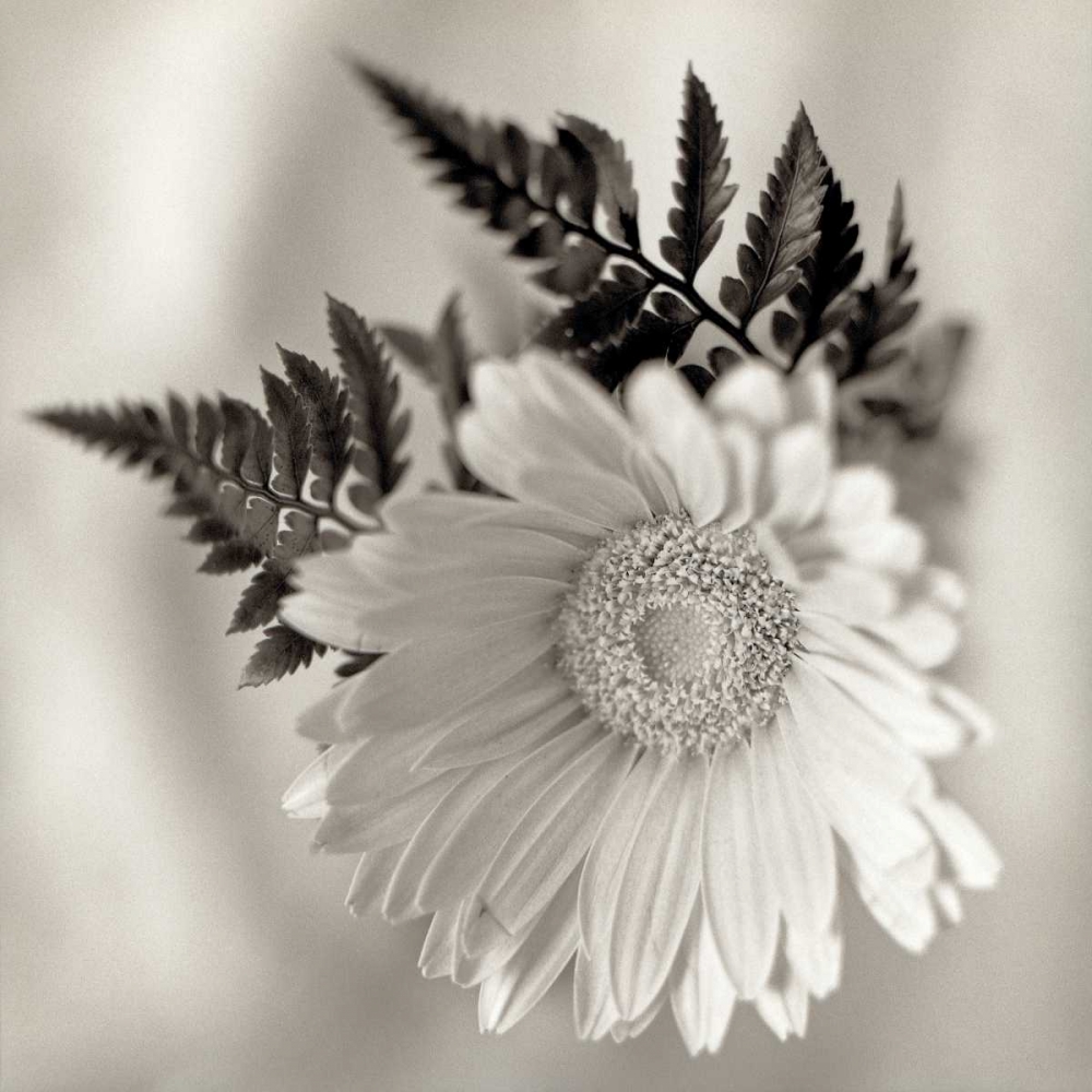 Florison - 60 art print by Alan Blaustein for $57.95 CAD