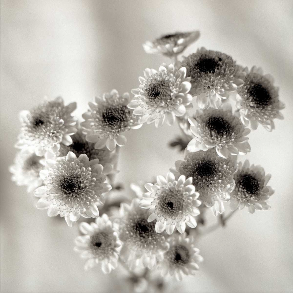 Florison - 58 art print by Alan Blaustein for $57.95 CAD