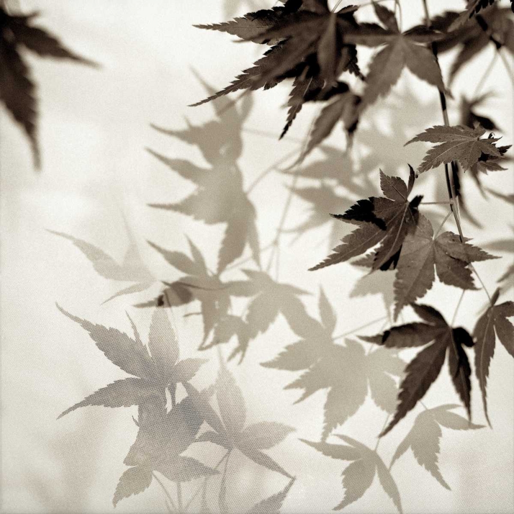 Florison - 57 art print by Alan Blaustein for $57.95 CAD