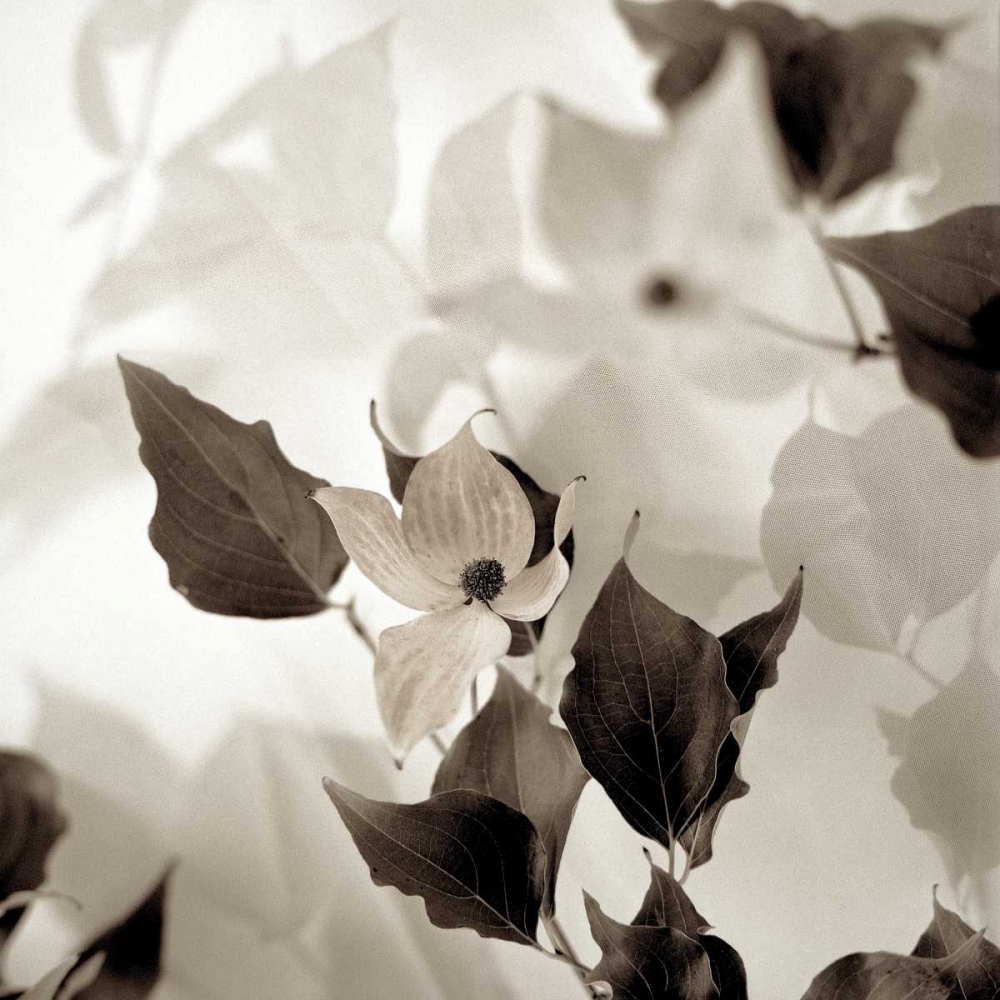 Florison - 54 art print by Alan Blaustein for $57.95 CAD