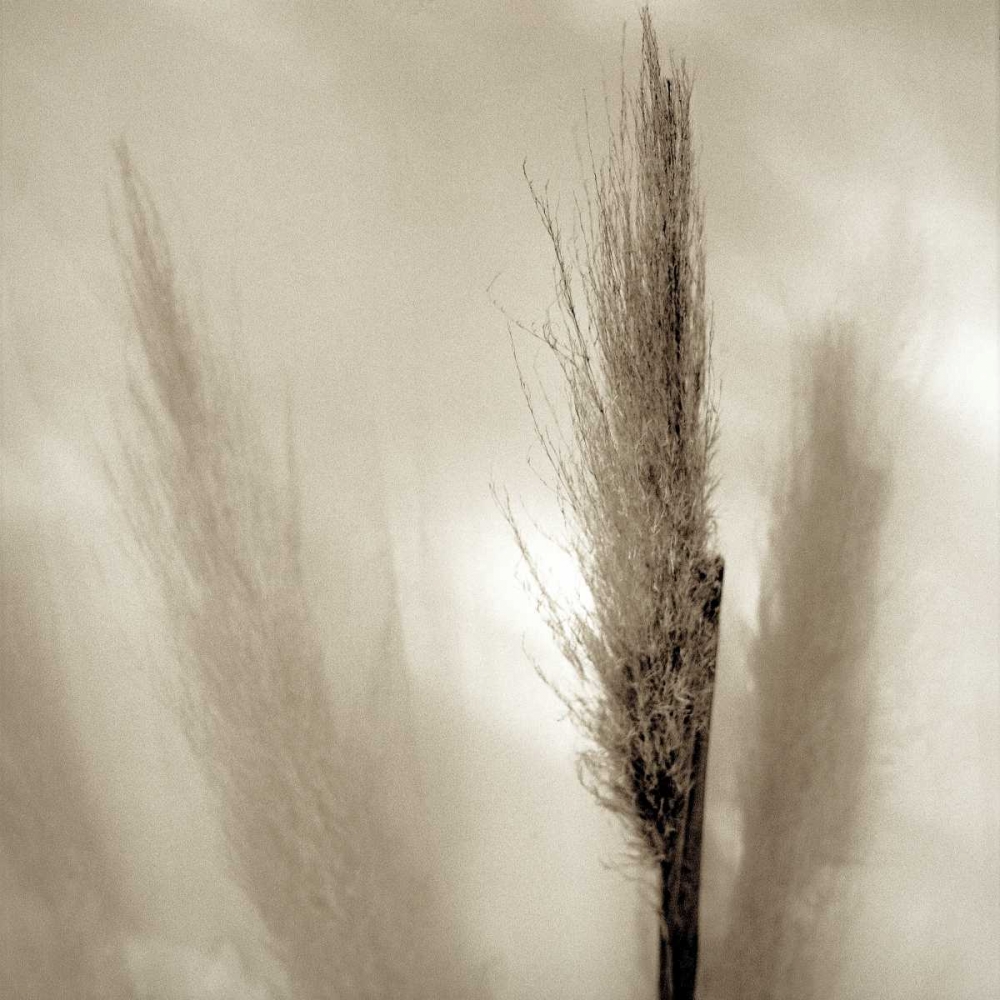 Florison - 53 art print by Alan Blaustein for $57.95 CAD