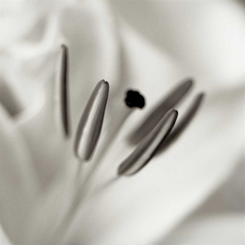 Florison - 52 art print by Alan Blaustein for $57.95 CAD