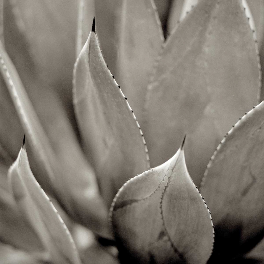 Florison - 49 art print by Alan Blaustein for $57.95 CAD