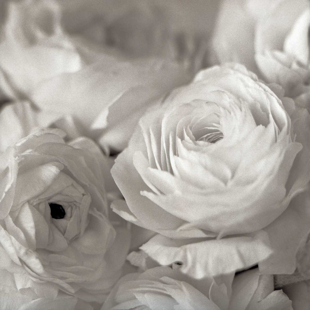 Florison - 47 art print by Alan Blaustein for $57.95 CAD