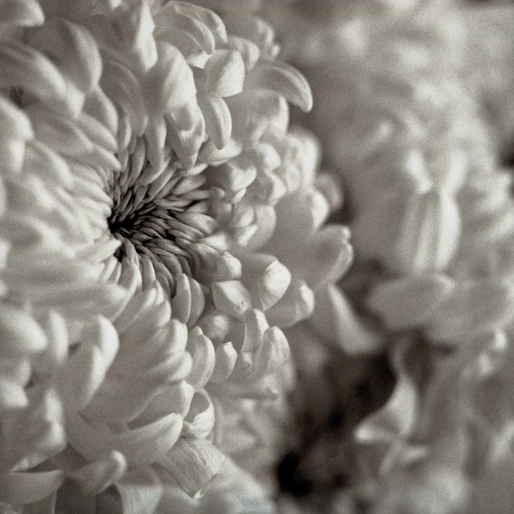 Florison - 46 art print by Alan Blaustein for $57.95 CAD