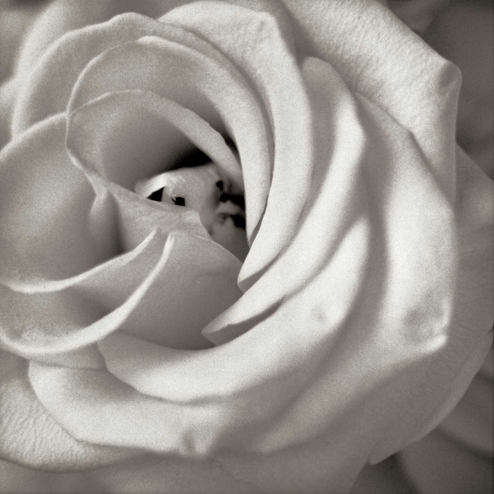 Florison - 43 art print by Alan Blaustein for $57.95 CAD