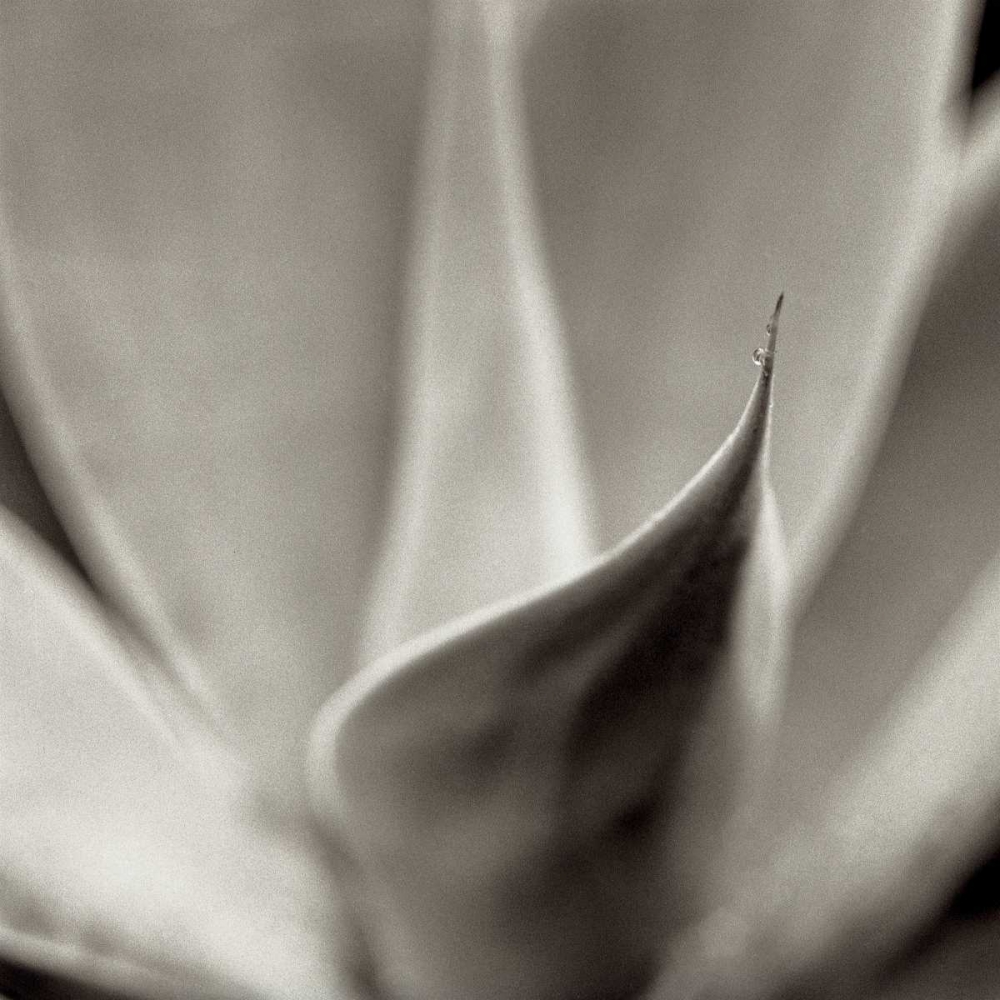 Florison - 42 art print by Alan Blaustein for $57.95 CAD