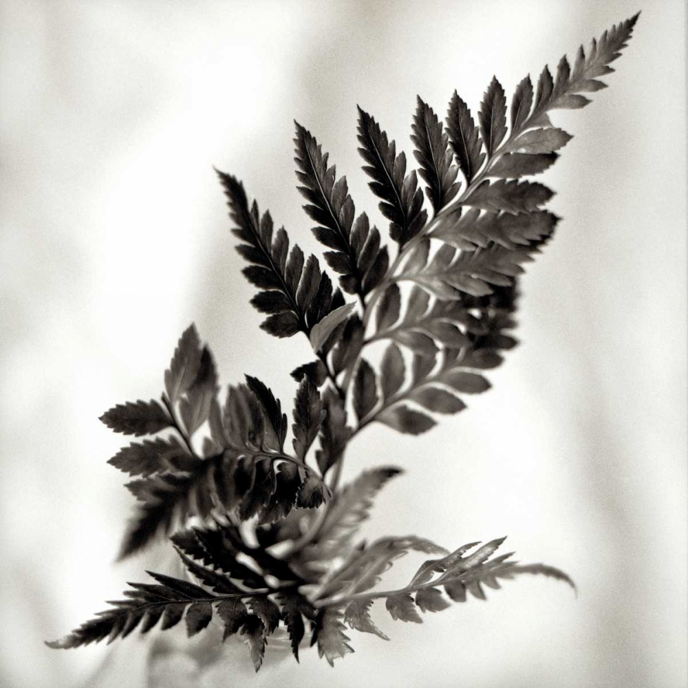 Florison - 41 art print by Alan Blaustein for $57.95 CAD